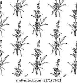 Wildflower lavender flower pattern in a one line style. Outline of the plant: Black and white engraved ink art lavender. Sketch wild flower for background, texture, wrapper pattern, frame or border.