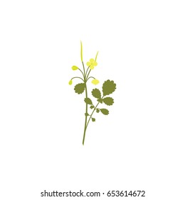 Wildflower with  leaves and stem isolated on white. Greater celandine. Inflorescence with little yellow flowers and buds. Vector illustration. 