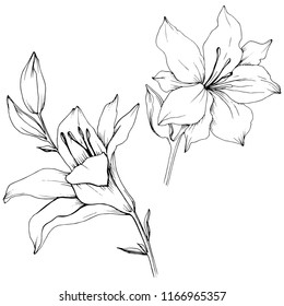 Wildflower lilies in a vector style isolated. Full name of the plant: lilies. Vector flower for background, texture, wrapper pattern, frame or border.