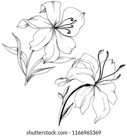 Wildflower lilies in a vector style isolated. Full name of the plant: lilies. Vector flower for background, texture, wrapper pattern, frame or border.