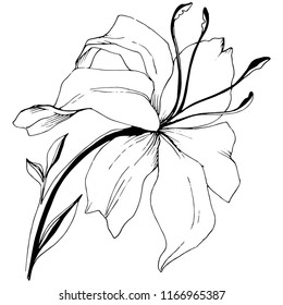 Wildflower lilies in a vector style isolated. Full name of the plant: lilies. Vector flower for background, texture, wrapper pattern, frame or border.