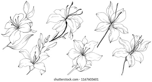 Wildflower lilies in a vector style isolated. Full name of the plant: lilies. Vector flower for background, texture, wrapper pattern, frame or border.
