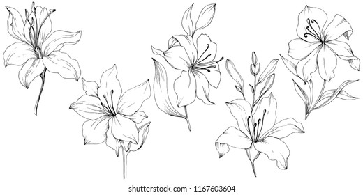 Wildflower lilies in a vector style isolated. Full name of the plant: lilies. Vector flower for background, texture, wrapper pattern, frame or border.