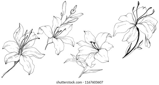 Wildflower lilies in a vector style isolated. Full name of the plant: lilies. Vector flower for background, texture, wrapper pattern, frame or border.