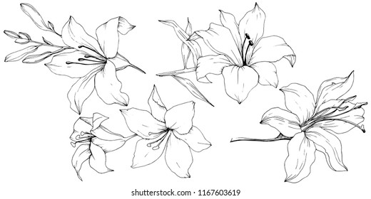 Wildflower lilies in a vector style isolated. Full name of the plant: lilies. Vector flower for background, texture, wrapper pattern, frame or border.