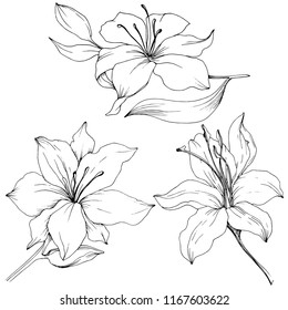 Wildflower lilies in a vector style isolated. Full name of the plant: lilies. Vector flower for background, texture, wrapper pattern, frame or border.