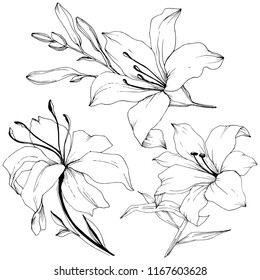 Wildflower lilies in a vector style isolated. Full name of the plant: lilies. Vector flower for background, texture, wrapper pattern, frame or border.
