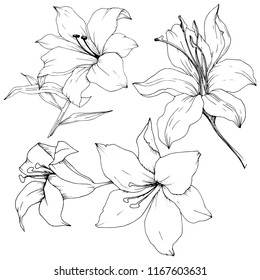 Wildflower lilies in a vector style isolated. Full name of the plant: lilies. Vector flower for background, texture, wrapper pattern, frame or border.