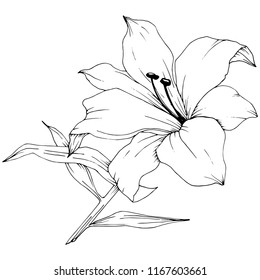 Wildflower lilies in a vector style isolated. Full name of the plant: lilies. Vector flower for background, texture, wrapper pattern, frame or border.
