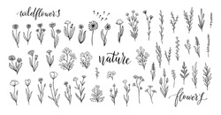 Wildflower Line Art Set. Flower Doodle Botanical Collection. Herbal And Meadow Plants, Grass. Vector Illustration Isolated On White Background. Chamomile, Clover, Daisy Simple Hand Drawn Elements.