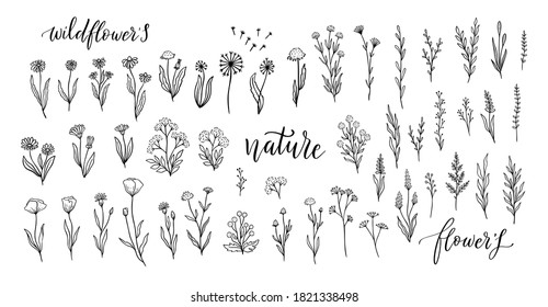 Wildflower line art set. Flower doodle botanical collection. Herbal and meadow plants, grass. Vector illustration isolated on white background. Chamomile, clover, daisy simple hand drawn elements.