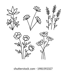 Wildflower line art set. Herbal and meadow plants, grass. Vector illustration isolated.