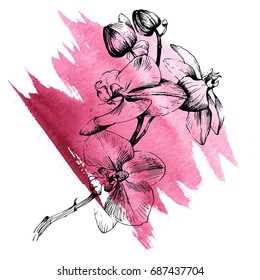 Wildflower orchid flower in a vector style isolated. Vector wild flower for background, texture, wrapper pattern, frame or border.