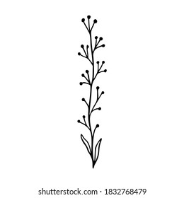 Wildflower outline hand drawn element. Herbs doodle botanical icon. Herbal and meadow plant, grass. Rustic blossom element for logo, wedding, print. Vector illustration isolated on white background.