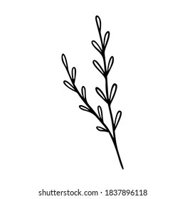 Wildflower outline hand drawn element. Herbs doodle botanical icon. Herbal and meadow plant, grass. Rustic blossom element for logo, wedding, print. Vector illustration isolated on white background.