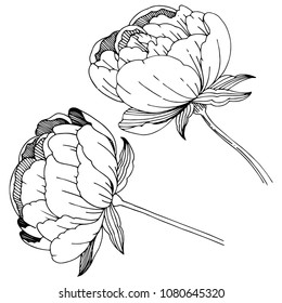 Wildflower peonies flower in a vector style isolated. Full name of the plant: peony. Vector wildflower for background, texture, wrapper pattern, frame or border.