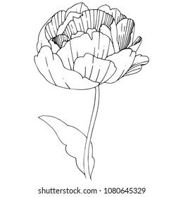 Wildflower peonies flower in a vector style isolated. Full name of the plant: peony. Vector wildflower for background, texture, wrapper pattern, frame or border.