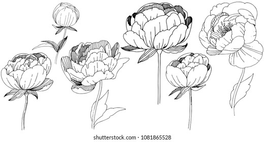 Wildflower peonies flower in a vector style isolated. Full name of the plant: peony. Vector wildflower for background, texture, wrapper pattern, frame or border.