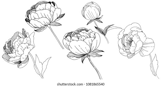 Las peonías de flor silvestre flor en un estilo vectorial aislado. Nombre completo de la planta: peonía. Flor silvestre vectorial para fondo, textura, patrón envolvente, marco o borde.