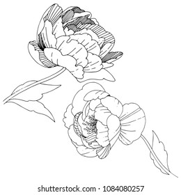 Wildflower peonies flower in a vector style isolated. Full name of the plant: peony. Vector wildflower for background, texture, wrapper pattern, frame or border.