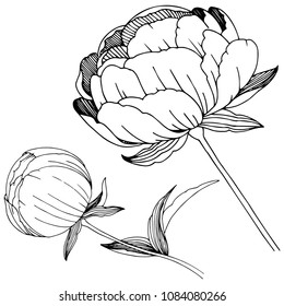 Wildflower peonies flower in a vector style isolated. Full name of the plant: peony. Vector wildflower for background, texture, wrapper pattern, frame or border.
