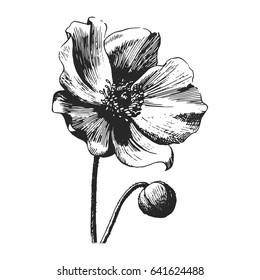 Wildflower peony flower. Hand drawn botanical art isolated on white background. Floral illustration. Tattoo