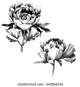 Wildflower peony flower. Hand drawn botanical art isolated on white background. Floral illustration. flowers drawing vector illustration and line art.