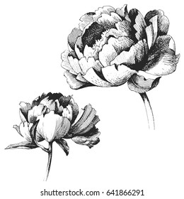 Wildflower peony flower. Hand drawn botanical art isolated on white background. Floral illustration. flowers drawing vector illustration and line art.