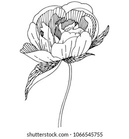 Wildflower peony flower in a vector style isolated. Full name of the plant: peony. Vector wildflower for background, texture, wrapper pattern, frame or border.