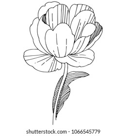 Wildflower peony flower in a vector style isolated. Full name of the plant: peony. Vector wildflower for background, texture, wrapper pattern, frame or border.
