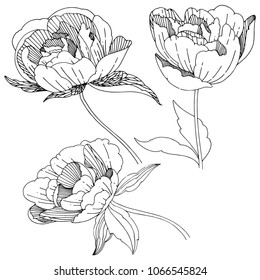 Wildflower peony flower in a vector style isolated. Full name of the plant: peony. Vector wildflower for background, texture, wrapper pattern, frame or border.
