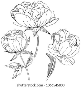 Flor de peonía de flores silvestres en un estilo vectorial aislado. Nombre completo de la planta: peonía. Flor silvestre vectorial para fondo, textura, patrón envolvente, marco o borde.