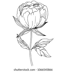 Wildblume, Peronenblume auf Vektorgrafik einzeln. Vollständiger Name der Pflanze: Pony. Vektorwelpen für Hintergrund, Textur, Wrapper-Muster, Rahmen oder Rahmen.