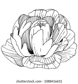 Wildflower peony flower in a vector style isolated. Full name of the plant: peony. Vector wildflower for background, texture, wrapper pattern, frame or border.