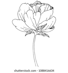 Wildflower peony flower in a vector style isolated. Full name of the plant: peony. Vector wildflower for background, texture, wrapper pattern, frame or border.