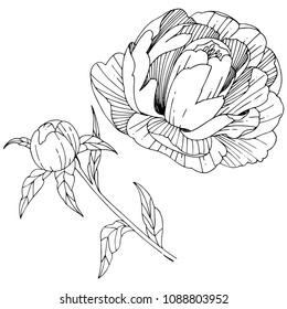 Wildflower peony flower in a vector style isolated. Full name of the plant: peony. Vector wildflower for background, texture, wrapper pattern, frame or border.