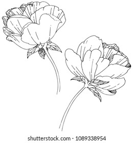 Wildflower peony flower in a vector style isolated. Full name of the plant: peony. Vector wildflower for background, texture, wrapper pattern, frame or border.