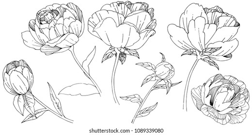 Wildflower peony flower in a vector style isolated. Full name of the plant: peony. Vector wildflower for background, texture, wrapper pattern, frame or border.