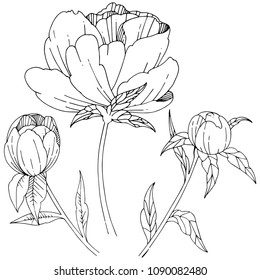 Wildflower peony flower in a vector style isolated. Full name of the plant: peony. Vector wildflower for background, texture, wrapper pattern, frame or border.