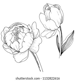 Peonia de flores silvestres en un estilo vectorial aislado. Nombre completo de la planta: peonía. Flor vectorial para fondo, textura, patrón envolvente, marco o borde.