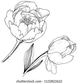 Wildflower peony in a vector style isolated. Full name of the plant: peony. Vector flower for background, texture, wrapper pattern, frame or border.