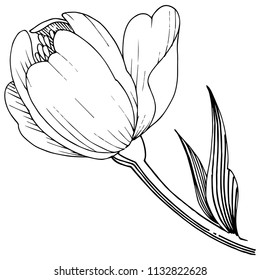Wildflower peony in a vector style isolated. Full name of the plant: peony. Vector flower for background, texture, wrapper pattern, frame or border.