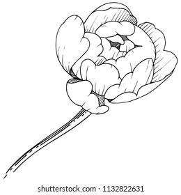 Wildblume, Birne auf Vektorgrafik einzeln. Vollständiger Name der Pflanze: Pony. Vektorblume für Hintergrund, Textur, Wrapper-Muster, Rahmen oder Rahmen.