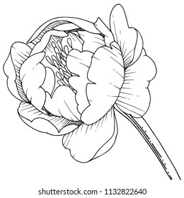 Peonia de flores silvestres en un estilo vectorial aislado. Nombre completo de la planta: peonía. Flor vectorial para fondo, textura, patrón envolvente, marco o borde.