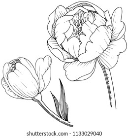 Wildflower peony in a vector style isolated. Full name of the plant: peony. Vector flower for background, texture, wrapper pattern, frame or border.