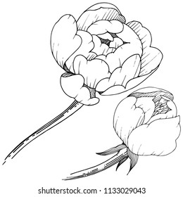 Peonia de flores silvestres en un estilo vectorial aislado. Nombre completo de la planta: peonía. Flor vectorial para fondo, textura, patrón envolvente, marco o borde.
