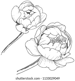 Wildflower peony in a vector style isolated. Full name of the plant: peony. Vector flower for background, texture, wrapper pattern, frame or border.