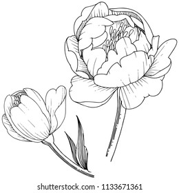 Wildflower peony in a vector style isolated. Full name of the plant: peony. Vector flower for background, texture, wrapper pattern, frame or border.