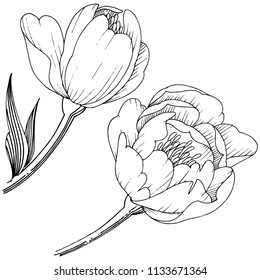 Peonia de flores silvestres en un estilo vectorial aislado. Nombre completo de la planta: peonía. Flor vectorial para fondo, textura, patrón envolvente, marco o borde.
