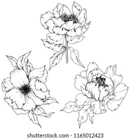 Wildflower peony in a vector style isolated. Full name of the plant: peony. Vector flower for background, texture, wrapper pattern, frame or border.